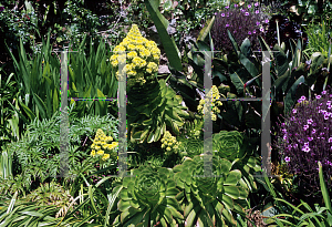 Picture of Aeonium arboreum 