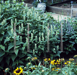 Picture of Agastache foeniculum 'Honeybee White'