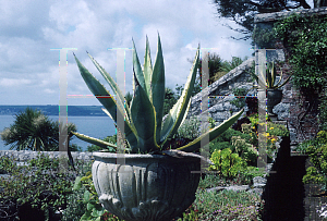 Picture of Agave americana '~Species'