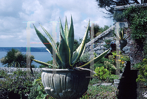 Picture of Agave americana 