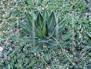 Picture of Agave lophantha 