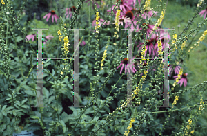 Picture of Agrimonia eupatoria 