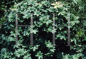 Picture of Alchemilla fulgens 