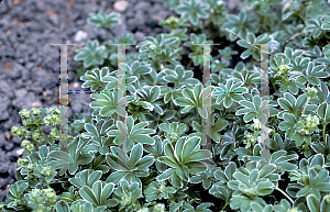 Picture of Alchemilla flabellata 