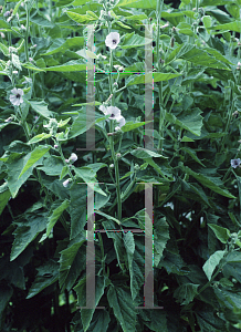 Picture of Althaea officinalis 