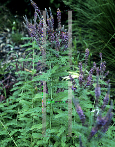 Picture of Amorpha canescens 