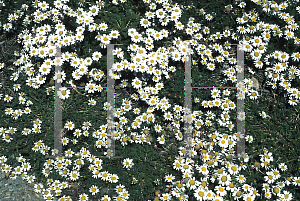 Picture of Anacyclus pyrethrum var. depressus 