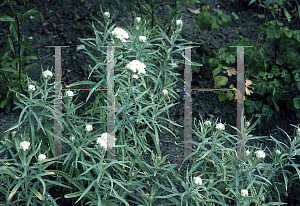 Picture of Anaphalis margaritacea var. angustior 