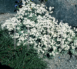 Picture of Anaphalis sinica 'Moon Silver'