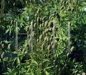 Picture of Anemone virginiana 