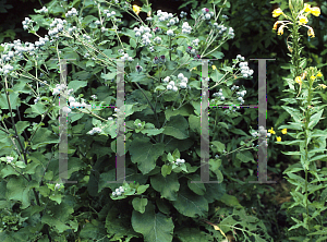 Picture of Arctium tomentosum 