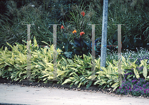 Picture of Alpinia zerumbet 'Variegata'