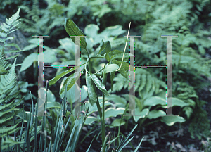 Picture of Arisaema dracontium 