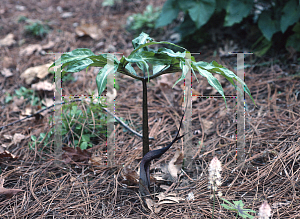 Picture of Arisaema thunbergii 