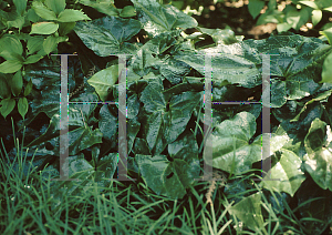 Picture of Asarum delavayi 