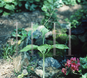 Picture of Arisaema heterophyllum 