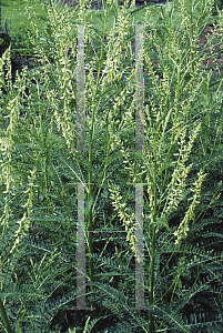 Picture of Astragalus chinensis 