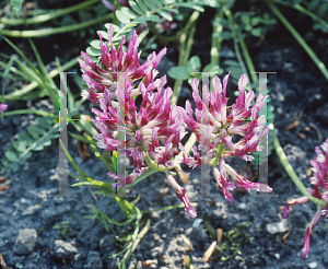 Picture of Astragalus conspessudanus 