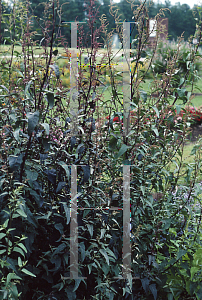 Picture of Atriplex hortensis 'Crimson Plume'