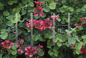 Picture of Bauhinia galpinii 