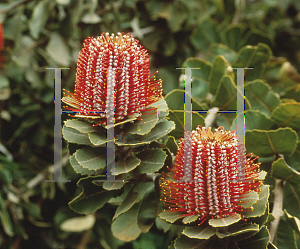 Picture of Banksia coccinea 