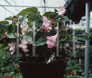 Picture of Begonia semperflorens-cultorum hybrids 'Richmondenses'