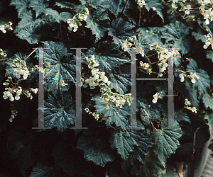 Picture of Begonia hatacoa 