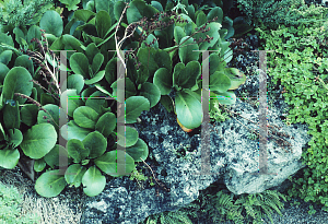 Picture of Bergenia x spathulata 'Gambol'