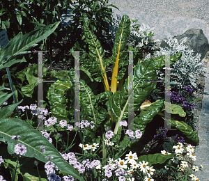 Picture of Beta vulgaris var. flavescens 'Bright Lights'