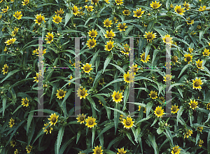 Picture of Bidens cernua 