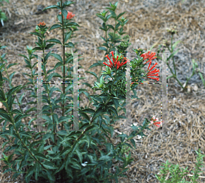 Picture of Bouvardia scabra 