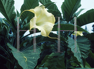 Picture of Brugmansia aurea 