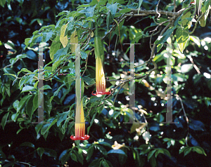 Picture of Brugmansia sanguinea 