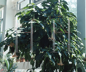 Picture of Brugmansia spp. 