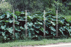 Picture of Colocasia esculenta 