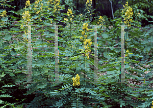 Picture of Senna hebecarpa 