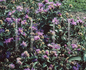 Picture of Centaurea phrygia 