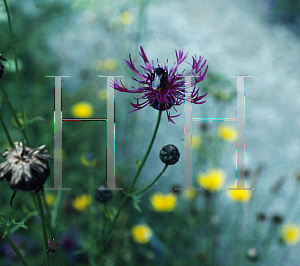 Picture of Centaurea scabiosa 