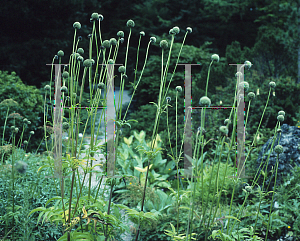 Picture of Cephalaria alpina 