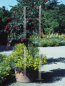 Picture of Cestrum elegans 