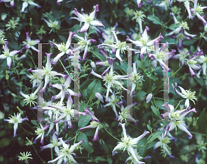 Picture of Clematis  'Purpurea Marginata'