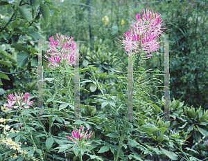 Picture of Cleome hassleriana 