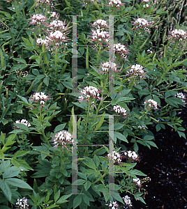 Picture of Cleome marshallii 'White Spider'