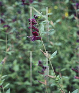 Picture of Cuphea lanceolata 