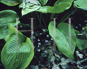 Picture of Cyclamen hederifolium 