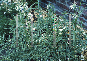 Picture of Cynara hystrix 