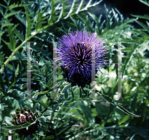 Picture of Cynara peduncularis 