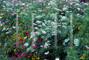 Picture of Daucus carota 