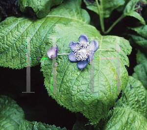 Picture of Deinanthe caerulea 