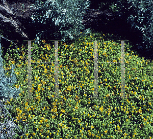 Picture of Delosperma nubigerum 